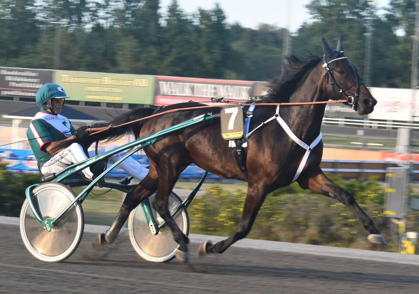 Pasi bakom det bedårande stoet Adorable Lady. Foto; A.Lindblom